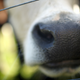 Image for article titled A Superbug Salmonella Sickened Hundreds of People Through Cheese, Beef, and Raw Milk